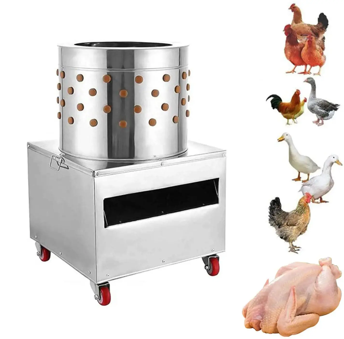 23" Chicken Plucking Machine, Stainless Steel Drum, Caster Wheels, Feather Discharge Chute, TMG-CP23 - Image 4
