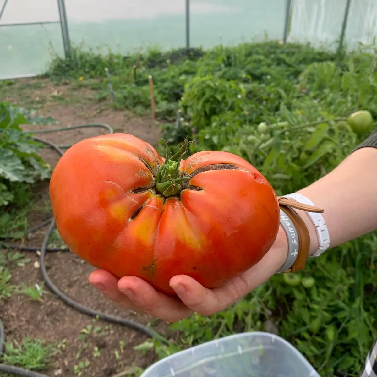 30' x 120' Tunnel Greenhouse Grow Tent w/6 Mil Clear EVA Plastic Film, Cold Frame, Hand Crank Roll-Up Sides, Peak Ceiling Roof, TMG-GH30120 - Image 5