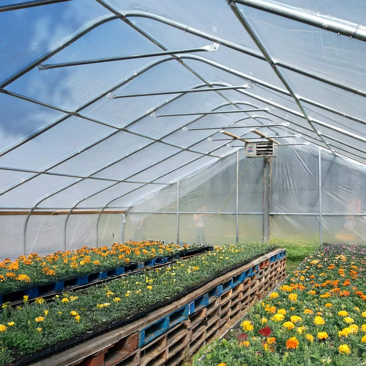 30' x 150' Tunnel Greenhouse Grow Tent w/6 Mil Clear EVA Plastic Film, Cold Frame, Hand Crank Roll-Up Sides, Peak Ceiling Roof, TMG-GH30150 - Image 4